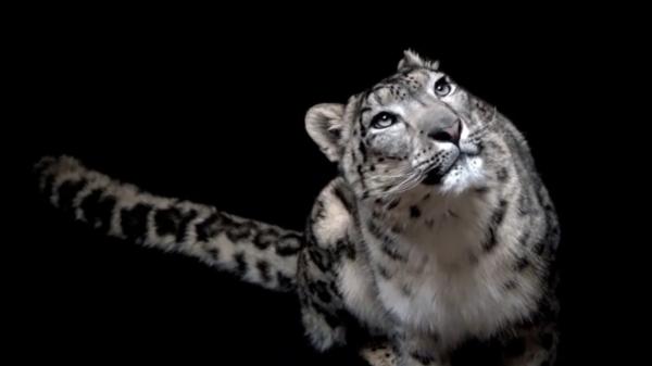 وداعا "ريلو".. كورونا يفتك بـ"أشهر نمور العالم"