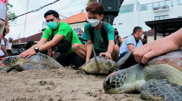إندونيسيا تعيد سلاحف إلى البحر بعد إنقاذها من البشر