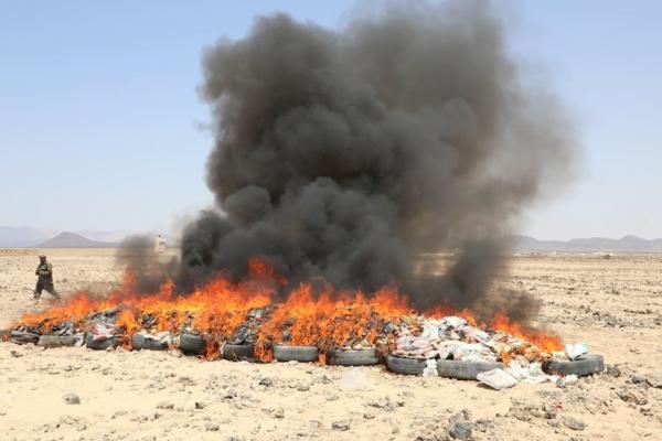 اتلاف حشيش حوثي كان في طريقه إلى السعودية