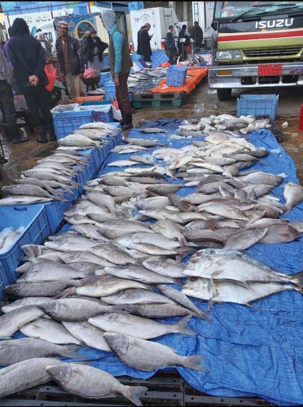 ميليشيا الحوثي تغلق أكبر سوق مركزي للأسماك في صنعاء المنتصف