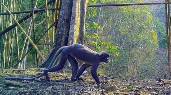 اكتشاف أكثر من 220 نوعاً جديداً من الحيوانات والنباتات