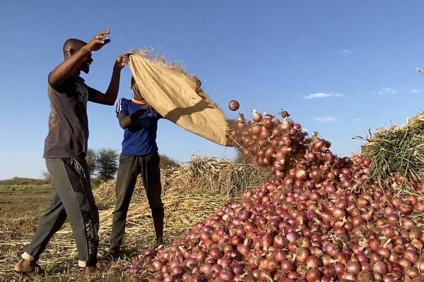 علماء يحذرون من ضياع «بنك البذور والجينات الزراعية» في السودان