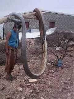 قتل ثعبان في مواية طوله اكثر من 5 امتار