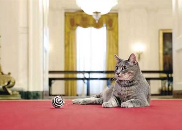 البيت الأبيض يستقبل القطة «ويلو»