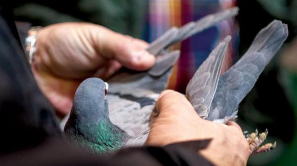 بولندا... جنّة مجهولة للحمام الزاجل