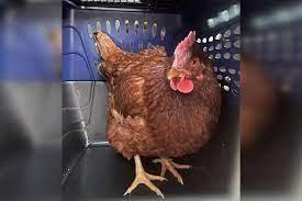 محاولة تسلل إلى مبنى البنتاجون بطلتها... دجاجة