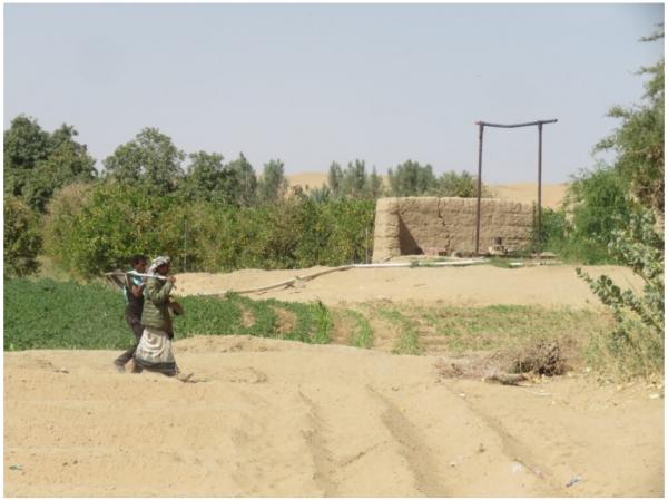 تحقيق استقصائي يسلط الضوء على ظاهرة تصحر مناطق الوديان الزراعية في اليمن 