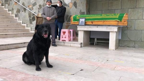 الكلب "بالي" يضرب مثالا للوفاء.. لم يفارق "مراد التركي" إلا بعد دفنه