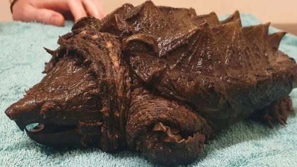 العثور على «السلحفاة التمساح» في إنجلترا