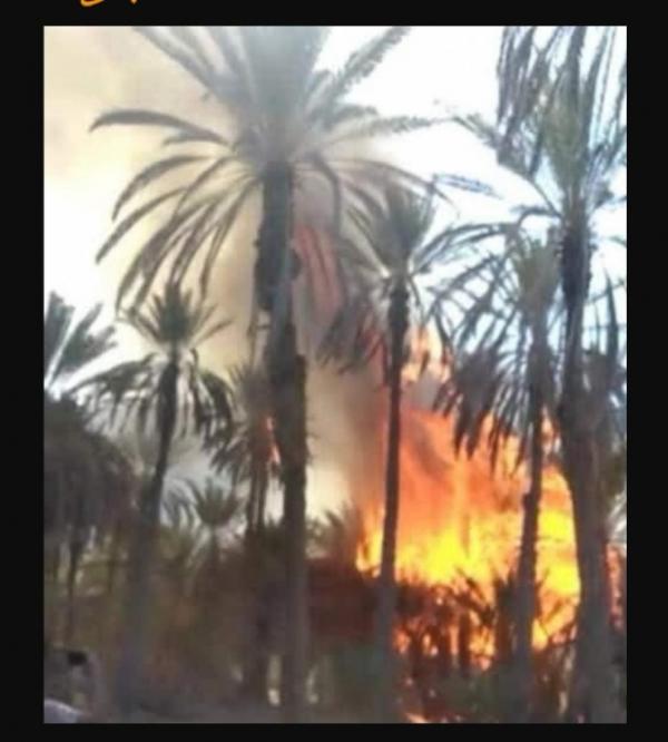 مزارعو حضرموت يحذرون من التهام النيران لمزارع النخيل 