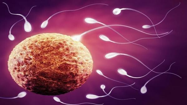 دراسة تحدد أسبابا جينية جديدة لأشد أشكال العقم عند الرجال