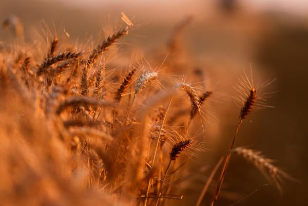 مصر تعلن شراء 180 ألف طن من القمح
