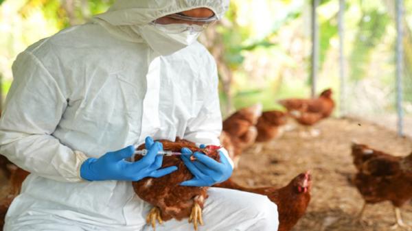 مخاوف من اندماج فيروس "H5N1" مع فيروس آخر وتحوله لجائحة بين البشر