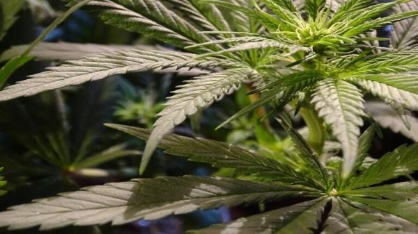 الكشف عن مادة موجودة في القنب تثبط نوبات الصرع