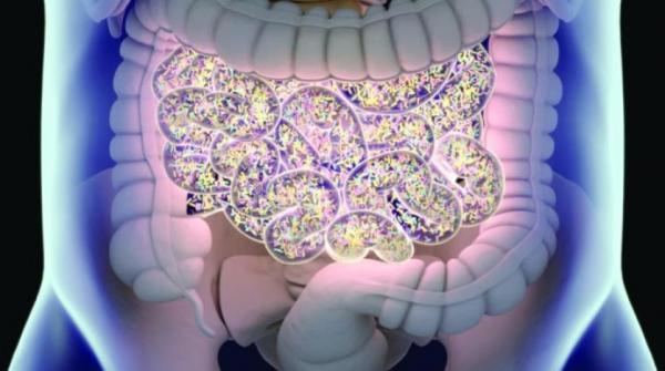 بكتيريا بالأمعاء تُسهم في علاج السرطان