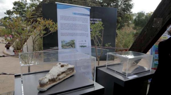 المغرب يسترجع جمجمة تمساح يعود تاريخها إلى 56 مليون سنة