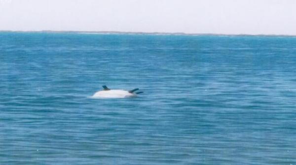  مناقشة خطر الالغام الحوثية على البيئة المائية وحركة النقل البحري في جنيف