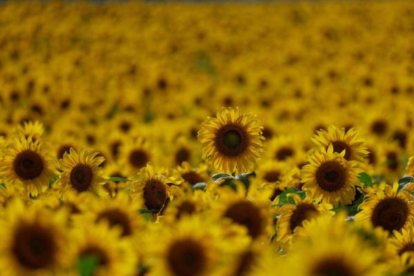 فوائد صحية مذهلة لتناول بذور دوّار الشمس