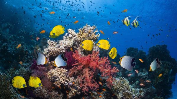 باحثون يرصدون "ذكريات" في أدمغة أسماك حية