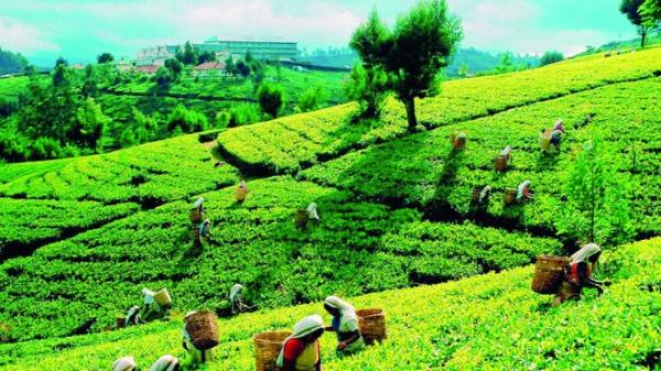 جمعية هندية: تغير المناخ يهدد صناعة الشاي عالمياً