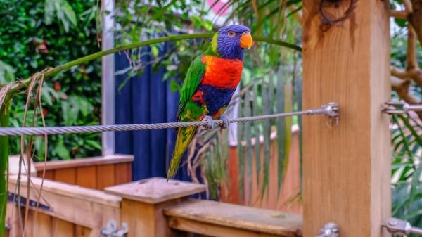 إقبال كبير على شراء الببغاوات والطيور بعد حادثة الزلزال في تركيا!
