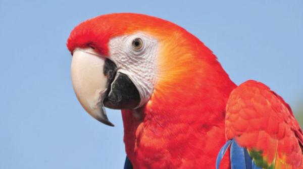 ذكاء الببغاوات يطيل عمر بعضها لـ30 عاماً