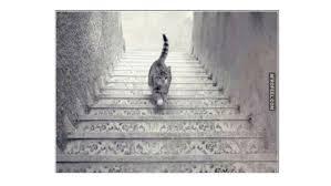 متشائم أم متفائل.. رؤيتك لاتجاه القطة ستحدد نهجك في الحياة!