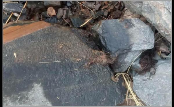 رعاة يكتشفون بقايا مغترب التهمته الوحوش بجبال يافع