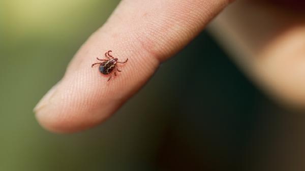 اكتشاف فيروس قاتل من لدغات القراد لدى ثلاثة مرضى في المملكة المتحدة!