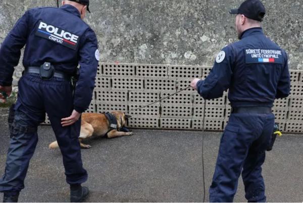 "رسوب الكلاب" في الامتحانات يثير المخاوف قبل أولمبياد باريس