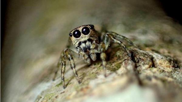 كتالوغ العنكبوت العالمي يستقبل رقم 50 ألفاً