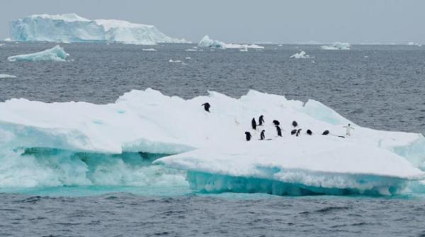 رقعة الجليد في أنتاركتيكا تتقلص إلى أدنى مستوى منذ 44 عاماً