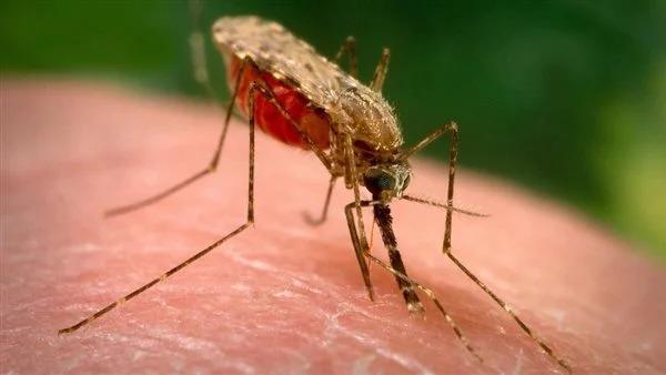 أبناء حالمين يناشدون صحة لحج مكافحة مرضى الملاريا 