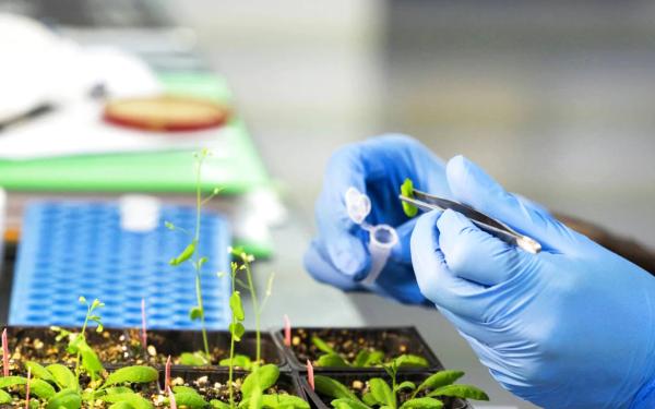 ذكاء اصطناعي يتنبأ بخصائص النباتات بدقة!