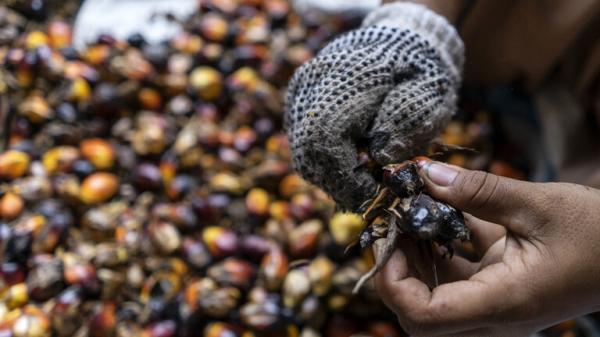 أكبر دولة منتجة لزيت النخيل تبدأ تطبيق قرار وقف تصديره