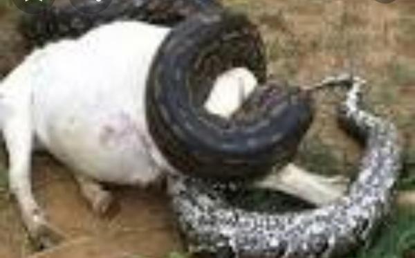 ثعبان ضخم  يهاجم ألاغنام بوادي عماقين بشبوة