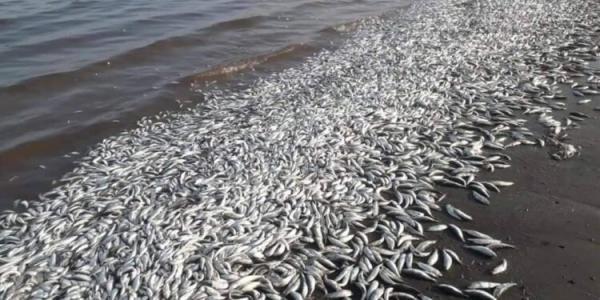 الكشف عن أسباب نفوق الأسماك في سواحل المهرة 