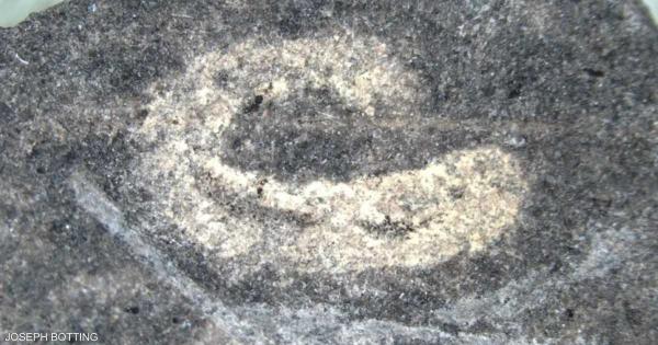 موقع أحفوري فريد يكشف تفاصيل الحياة قبل 462 مليون سنة