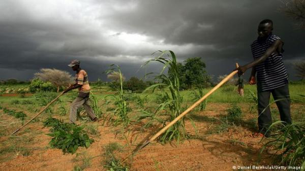 هل يمكن لحبوب الدخن المساعدة في خلق أمن غذائي عالمي؟