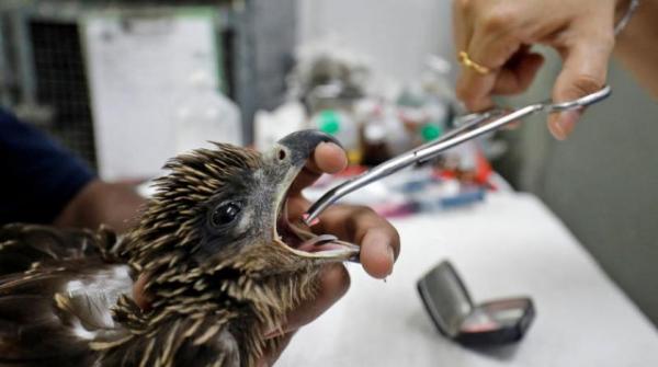 بسبب موجة حر شديدة... الطيور تتساقط من سماء الهند