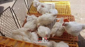 جبايات الحوثي تشعل أسعار الدجاج