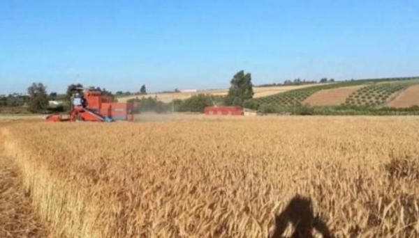 من أجل غذاء أوكرانيا.. أوروبا تُحضر خطط للمساعدة