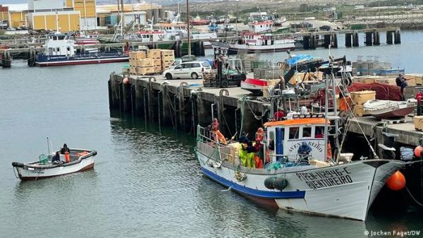 إسبانيا والبرتغال.. تعافي الثروة السمكية من السردين في وقت قياسي