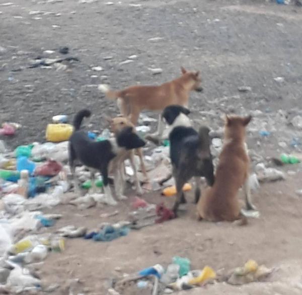 كلاب مسعورة تنهش جسد طفل في مدينة التربة بتعز