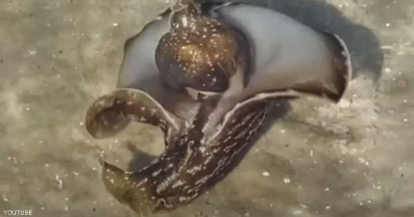  "مخلوق غريب" يحير خبراء البحار