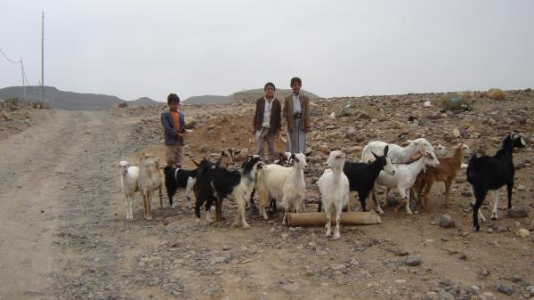 الجفاف يهدد الثروة الحيوانية في اليمن
