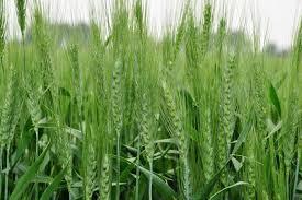 تحذيرات دولية من تفاقم انعدام الأمن الغذائي الحاد في اليمن 