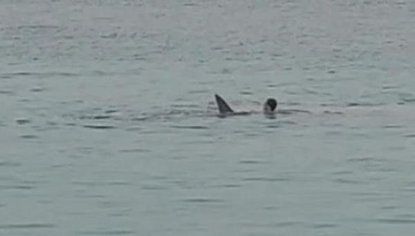 مصر.. إيقاف السباحة في شاطئ الغردقة بعد التهام سمكة قرش سائحا روسيا