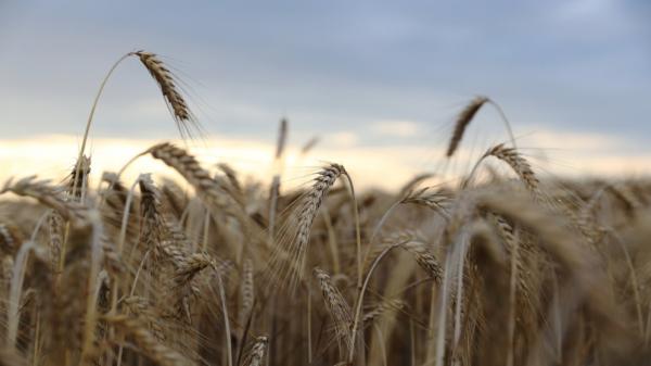 مصدر مسؤول: مخزون اليمن الغذائي يكفي لمدة 120 يوما 