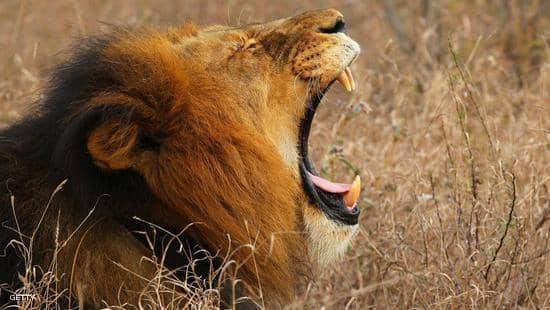 تحذير من وباء جديد بسبب "عظام الأسود"